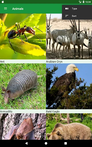 Download Wild Animals Puzzle Terbaru – Game Edukasi Anak Seru - Screenshot 11