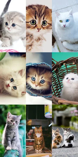 Download Cute Cat Wallpapers Terbaru – Wallpaper Kucing Lucu Gratis - Screenshot 11