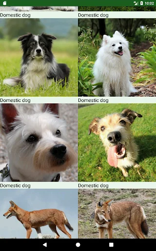 Download Dogs Puzzle Terbaru – Game Teka-Teki Anjing Seru Gratis - Screenshot 9
