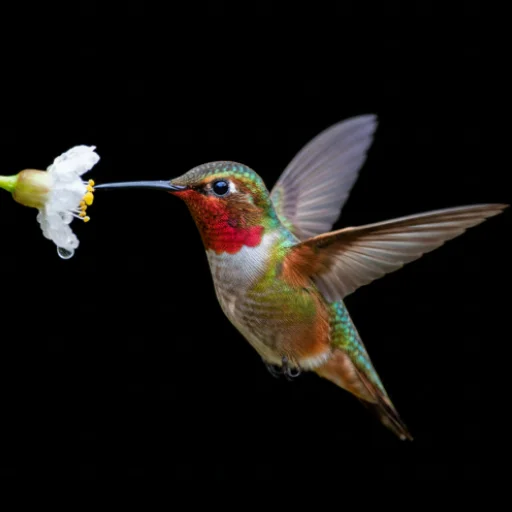 Download Hummingbird Sounds Terbaru – Koleksi Kicauan Burung Gratis