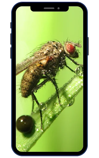 Download Insect Wallpapers Terbaru – Koleksi Gambar HD Gratis - Screenshot 1