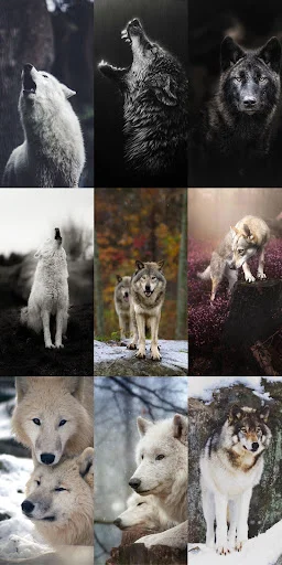 Unduh Wolf Wallpaper HD Terbaru – Gambar Serigala Keren Gratis - Screenshot 23