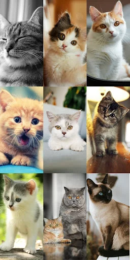 Download Cute Cat Wallpapers Terbaru – Wallpaper Kucing Lucu Gratis - Screenshot 20
