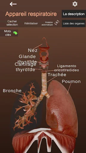 Download Internal Organs in 3D Anatomy Terbaru – Belajar Anatomi - Screenshot 3