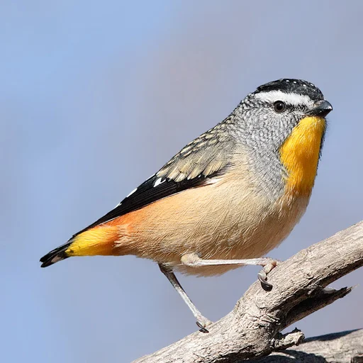 Unduh Australian Birds Sounds Pro – Koleksi Suara Burung Australia