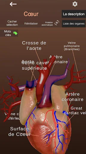 Download Internal Organs in 3D Anatomy Terbaru – Belajar Anatomi - Screenshot 5