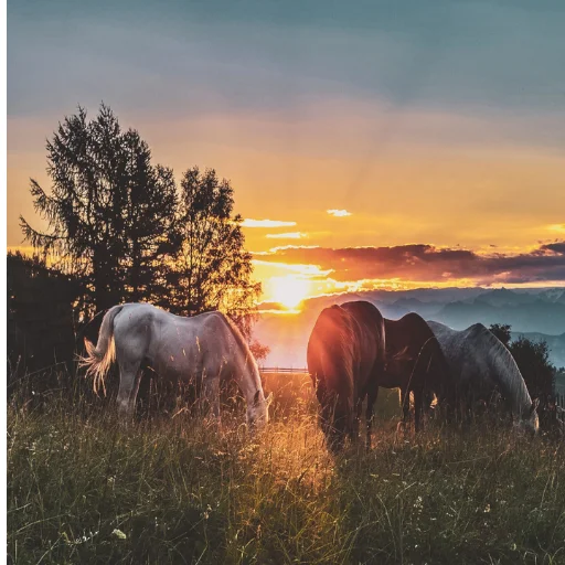 Unduh Horse Wallpapers Terbaru – Koleksi Gambar Kuda HD Gratis