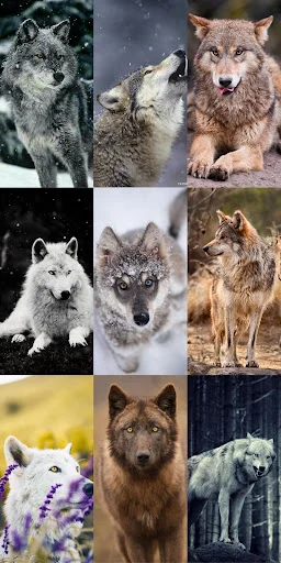 Unduh Wolf Wallpaper HD Terbaru – Gambar Serigala Keren Gratis - Screenshot 16