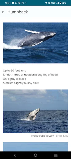 Download Whale Alert Terbaru – Pantau Paus & Cegah Tabrakan Kapal - Screenshot 2