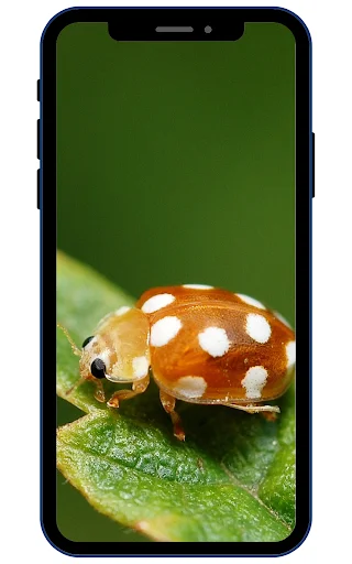 Download Insect Wallpapers Terbaru – Koleksi Gambar HD Gratis - Screenshot 4