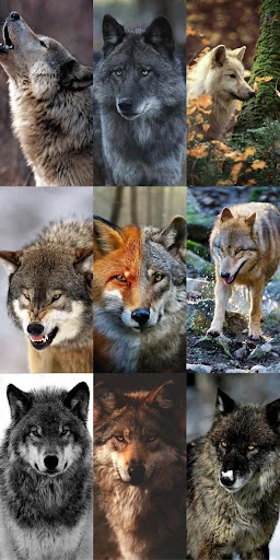 Unduh Wolf Wallpaper HD Terbaru – Gambar Serigala Keren Gratis - Screenshot 22