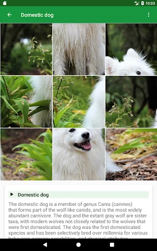 Download Dogs Puzzle Terbaru – Game Teka-Teki Anjing Seru Gratis - Screenshot 10