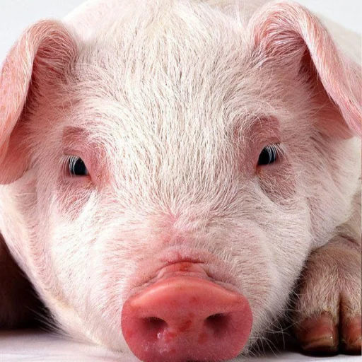 Download Wallpaper Babi Mini HD Terbaru – Koleksi Gambar Lucu
