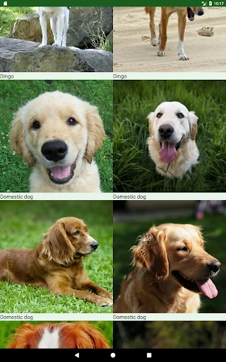 Download Dogs Puzzle Terbaru – Game Teka-Teki Anjing Seru Gratis - Screenshot 14