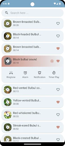 Download Suara Burung Kutilang Terbaru – Koleksi Kicau Gratis - Screenshot 5