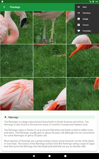 Download Wild Animals Puzzle Terbaru – Game Edukasi Anak Seru - Screenshot 18