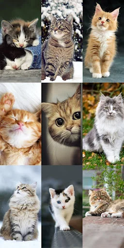 Download Cute Cat Wallpapers Terbaru – Wallpaper Kucing Lucu Gratis - Screenshot 13