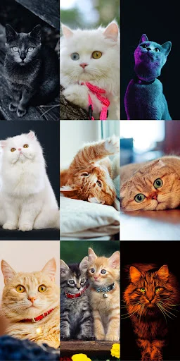 Download Cute Cat Wallpapers Terbaru – Wallpaper Kucing Lucu Gratis - Screenshot 22