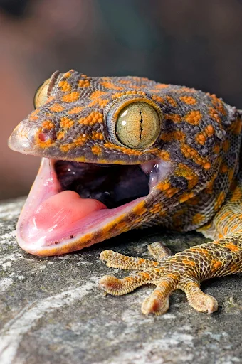 Download Gecko Sounds Terbaru – Suara Tokek Asli Gratis - Screenshot 1
