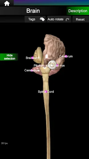 Download Internal Organs in 3D Anatomy Terbaru – Belajar Anatomi - Screenshot 13