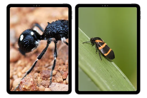 Download Insect Wallpapers Terbaru – Koleksi Gambar HD Gratis - Screenshot 6