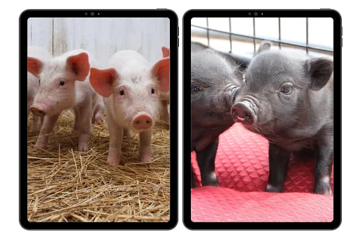 Download Wallpaper Babi Mini HD Terbaru – Koleksi Gambar Lucu - Screenshot 6