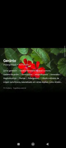 Download FO Gallery Terbaru – Gambar Resolusi Tinggi Gratis - Screenshot 14