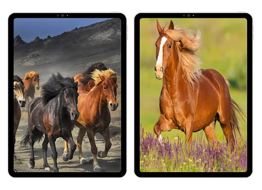 Unduh Horse Wallpapers Terbaru – Koleksi Gambar Kuda HD Gratis - Screenshot 5