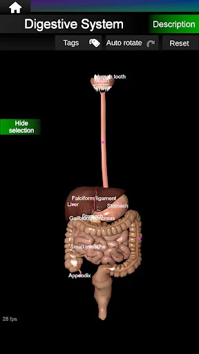 Download Internal Organs in 3D Anatomy Terbaru – Belajar Anatomi - Screenshot 19