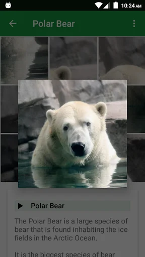 Download Wild Animals Puzzle Terbaru – Game Edukasi Anak Seru - Screenshot 3
