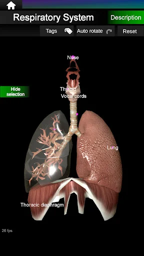Download Internal Organs in 3D Anatomy Terbaru – Belajar Anatomi - Screenshot 12