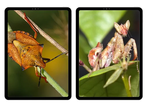 Download Insect Wallpapers Terbaru – Koleksi Gambar HD Gratis - Screenshot 5