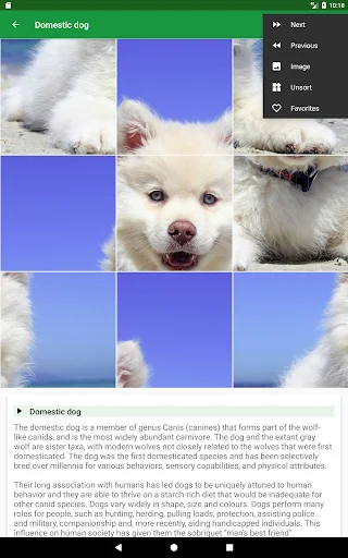 Download Dogs Puzzle Terbaru – Game Teka-Teki Anjing Seru Gratis - Screenshot 15
