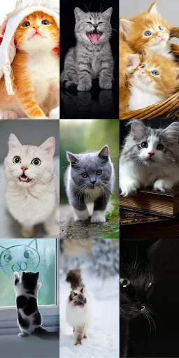 Download Cute Cat Wallpapers Terbaru – Wallpaper Kucing Lucu Gratis - Screenshot 15