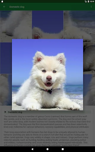 Download Dogs Puzzle Terbaru – Game Teka-Teki Anjing Seru Gratis - Screenshot 16