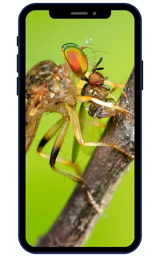 Download Insect Wallpapers Terbaru – Koleksi Gambar HD Gratis - Screenshot 2