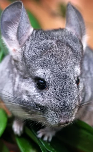 Download Suara Chinchilla Terbaru – Nada Dering Lucu Gratis - Screenshot 1