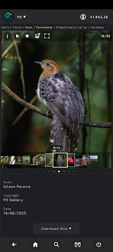 Download FO Gallery Terbaru – Gambar Resolusi Tinggi Gratis - Screenshot 8