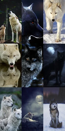 Unduh Wolf Wallpaper HD Terbaru – Gambar Serigala Keren Gratis - Screenshot 19