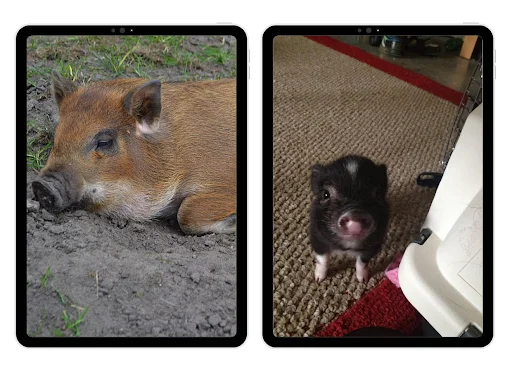 Download Wallpaper Babi Mini HD Terbaru – Koleksi Gambar Lucu - Screenshot 5