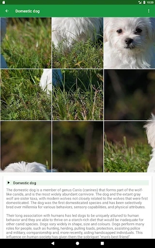 Download Dogs Puzzle Terbaru – Game Teka-Teki Anjing Seru Gratis - Screenshot 17