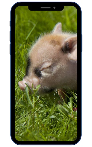 Download Wallpaper Babi Mini HD Terbaru – Koleksi Gambar Lucu - Screenshot 1