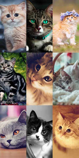 Download Cute Cat Wallpapers Terbaru – Wallpaper Kucing Lucu Gratis - Screenshot 24