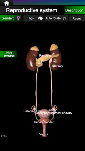 Download Internal Organs in 3D Anatomy Terbaru – Belajar Anatomi - Screenshot 15