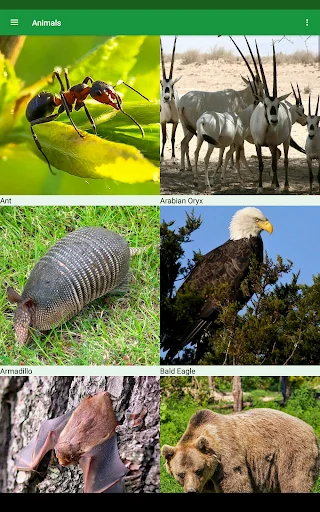 Download Wild Animals Puzzle Terbaru – Game Edukasi Anak Seru - Screenshot 15