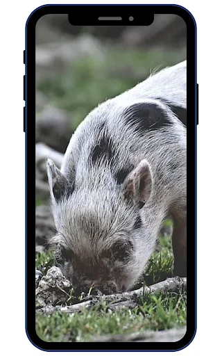Download Wallpaper Babi Mini HD Terbaru – Koleksi Gambar Lucu - Screenshot 3