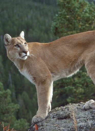 Download Cougar and Mountain Lion Sound Terbaru – Nada Dering Gratis - Screenshot 1
