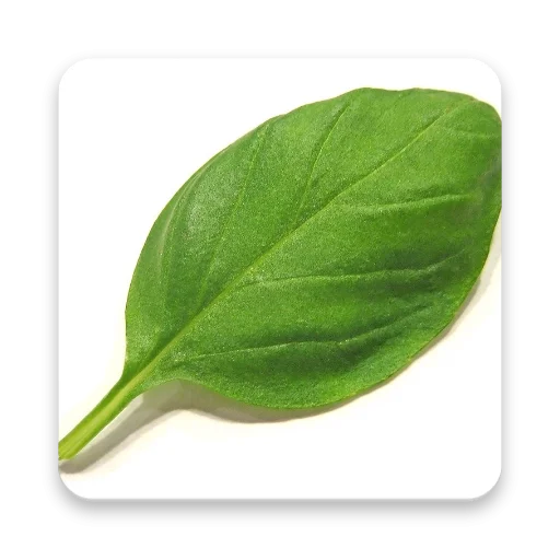 Download Herbal Remedies Terbaru – Panduan Tanaman Obat Gratis