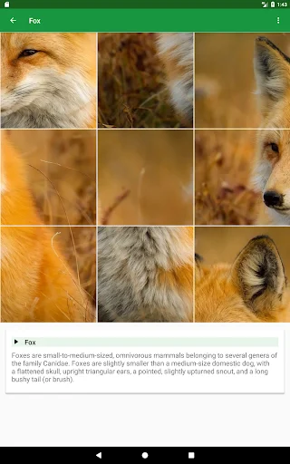 Download Wild Animals Puzzle Terbaru – Game Edukasi Anak Seru - Screenshot 16