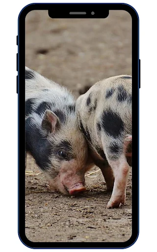 Download Wallpaper Babi Mini HD Terbaru – Koleksi Gambar Lucu - Screenshot 4